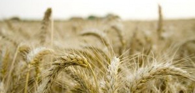 HAINBAT LUR-SAILEN ENKANTEA