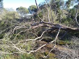 Aprovechamiento de ramas y árboles caídos en el facero de Larraiza